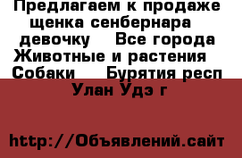 Предлагаем к продаже щенка сенбернара - девочку. - Все города Животные и растения » Собаки   . Бурятия респ.,Улан-Удэ г.